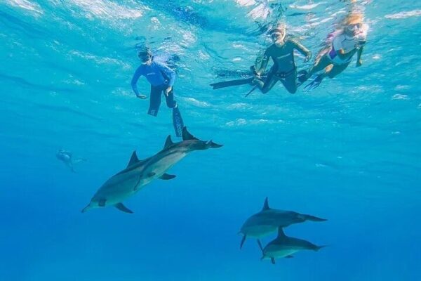 Dolphin House Samadai Reef Boat Snorkeling Trip from Marsa Alam