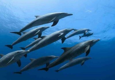 Dolphin House  & Coral Reef Snorkeling Tour with Lunch