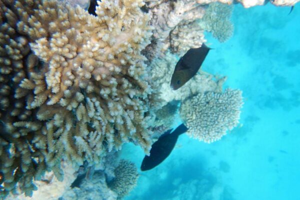 Abu Dabbab Beach – Swim with Dugongs & Turtles from Hurghada