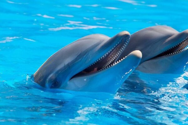 Photo Session with Dolphins And Transfer