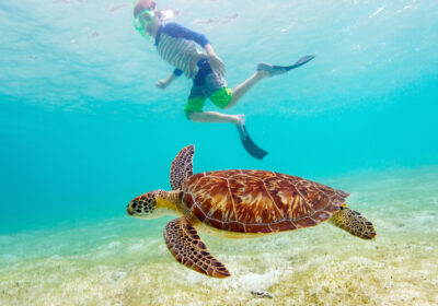 Abu Dabbab Beach – Swim with Dugongs & Turtles from Hurghada