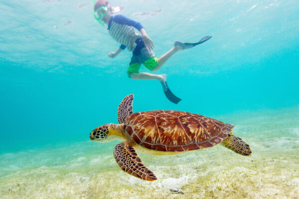 Abu Dabbab Beach – Swim with Dugongs & Turtles from Hurghada