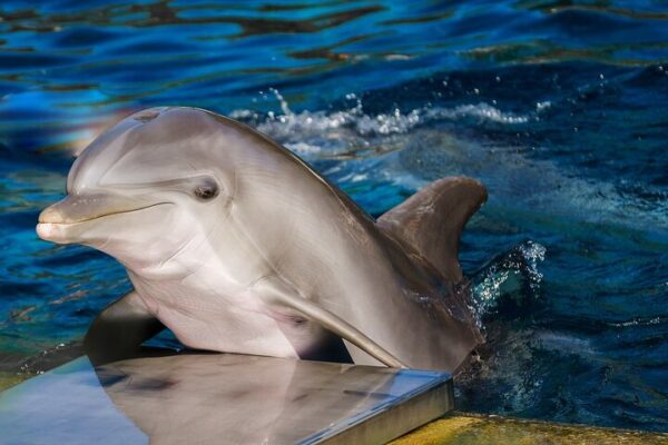 Photo Session with Dolphins And Transfer