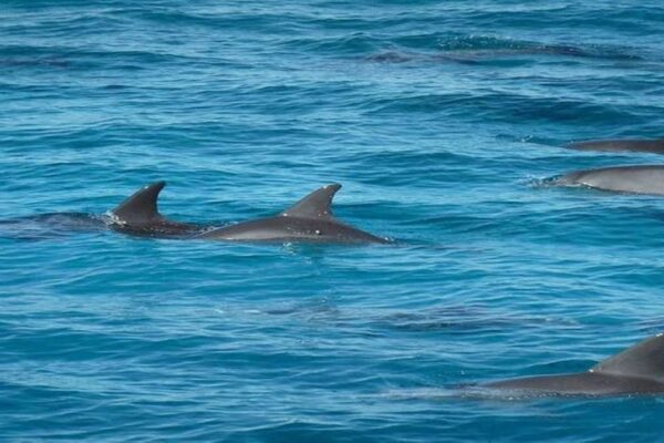 Dolphin House  & Coral Reef Snorkeling Tour with Lunch