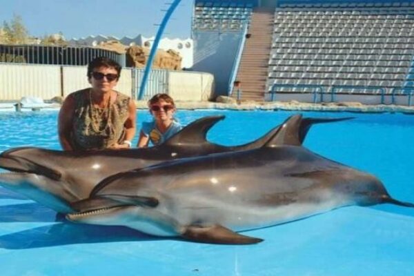 Swim with dolphins in a pool