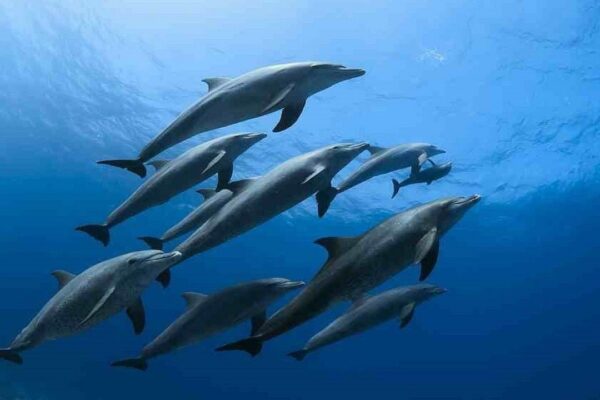 Dolphin House  & Coral Reef Snorkeling Tour with Lunch