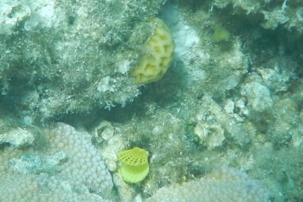 Dolphin House  & Coral Reef Snorkeling Tour with Lunch