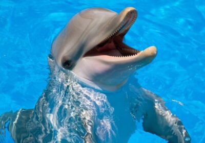 Photo Session with Dolphins And Transfer