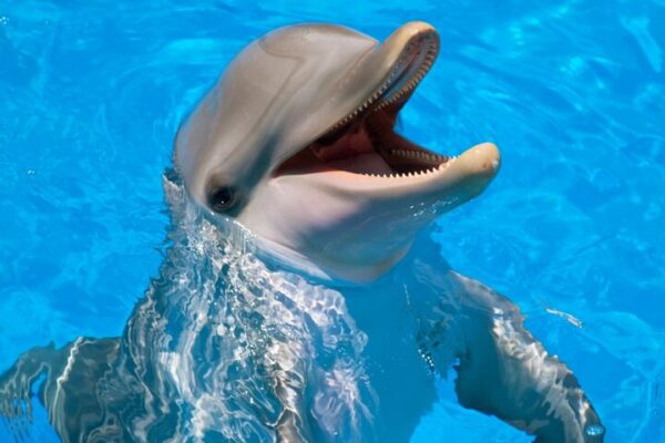 Photo Session with Dolphins And Transfer