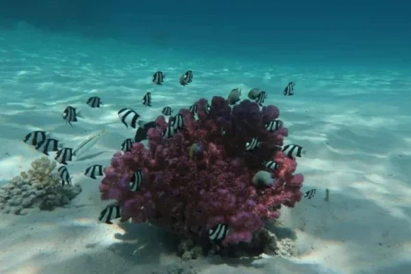 Dolphin House  & Coral Reef Snorkeling Tour with Lunch