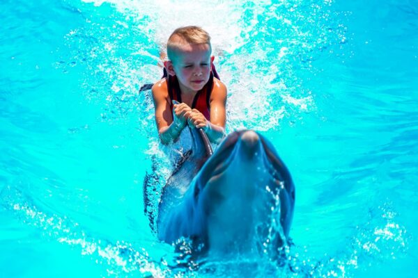 Swim with dolphins in a pool