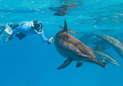 Dolphin House Samadai Reef Boat Snorkeling Trip from Marsa Alam