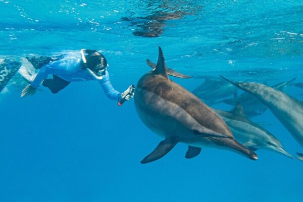 Dolphin House Samadai Reef Boat Snorkeling Trip from Marsa Alam