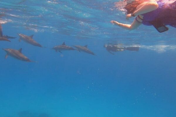 Dolphin House Sataya Reef Snorkeling Cruise from Marsa Alam