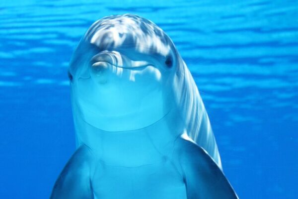 Photo Session with Dolphins And Transfer