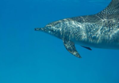 Dolphin House Sataya Reef Snorkeling Cruise from Marsa Alam