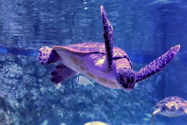 Grand Aquarium Hurgada
